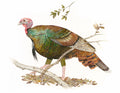 Florida Turkey Original Artwork